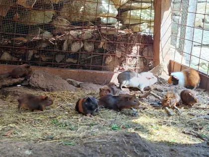 Ganz viele junge Meerschweinchen