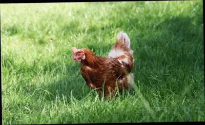 Bio-Legehennen Verkauf