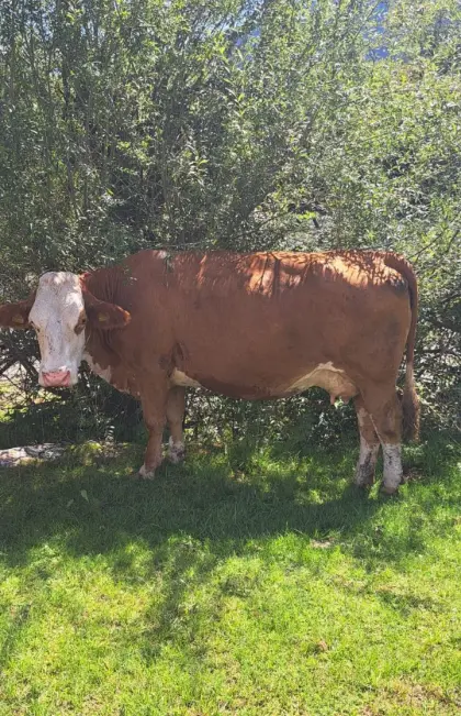 BIO ZZU Kühe