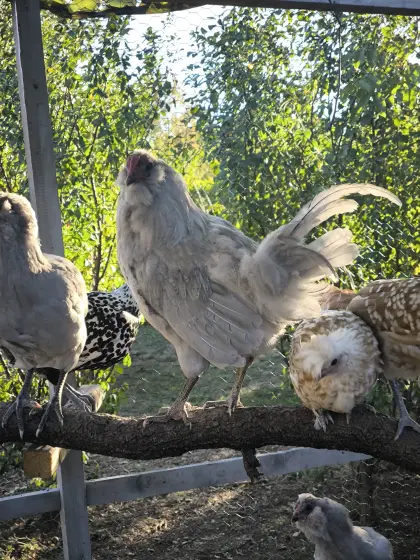 British Lavender Araucana Hähne (reinrassig, handzahm)