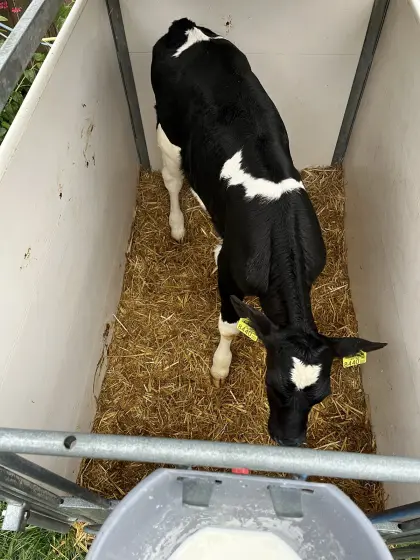 Verkaufe HF Stierkälber