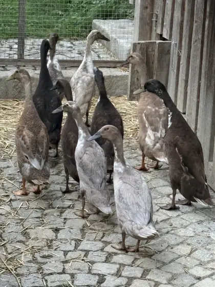 Laufenten-Erpel zu verkaufen