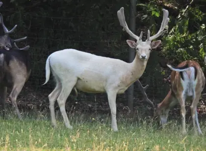 Damhirsch, Damwild