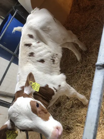Red Holstein Stierkalb