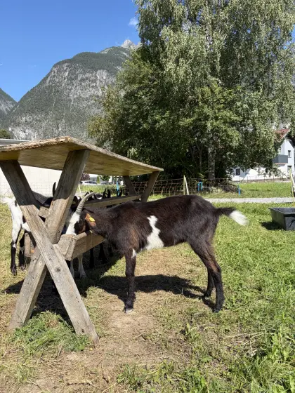 HB Tauernschecken-Kitz
