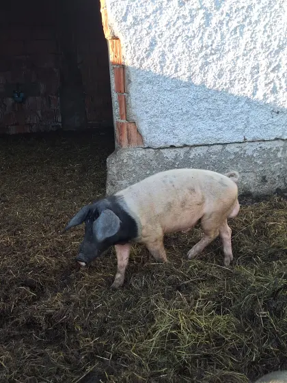 Schwäbisch-Hällische Bio-Zuchteber
