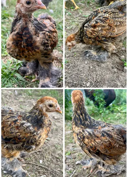 Zwerg-Brahma, blau-rebhuhnf. gebändert, Hahn, Huhn, Henne