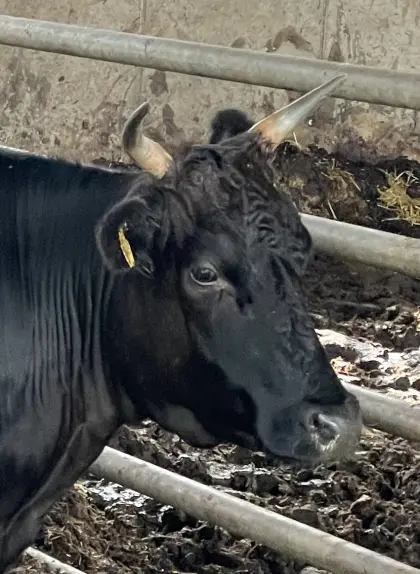 Wagyu Rind Kami mit Zuchtpapieren aus kleiner privater Herde