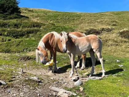 Haflinger Stutfohlen „Luna“
