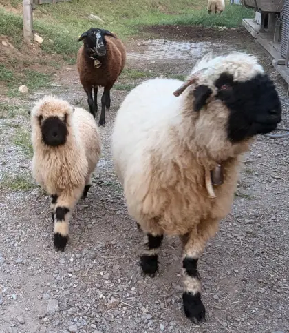 Walliser Schwarznasen-Bock
