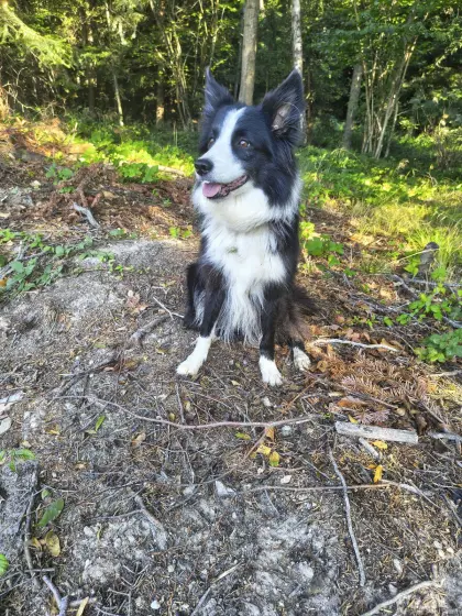 Bordercollie-Hündin