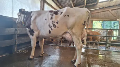 2. Kalbskuh Montbeliarde x Holstein