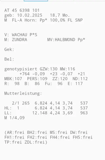 Fleckvieh-Zuchtstier