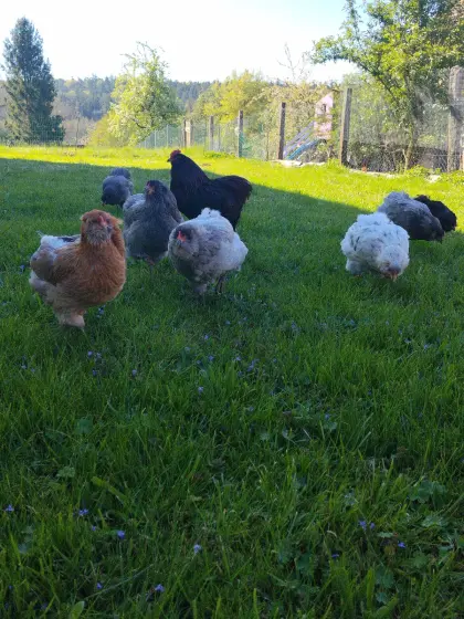 Bruteier von reinrassigen Araucana, grüne Eier