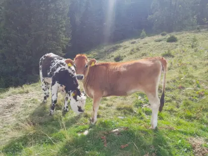 Jersey-Kälbin