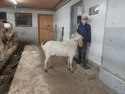 Saanebock
