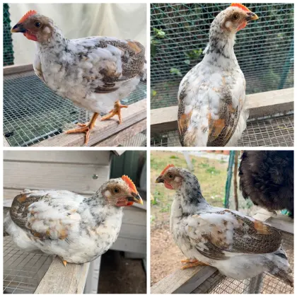 Mix-Hahn, Hahn, Huhn, Henne, Hühner, Küken