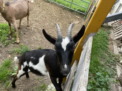 Ziegen