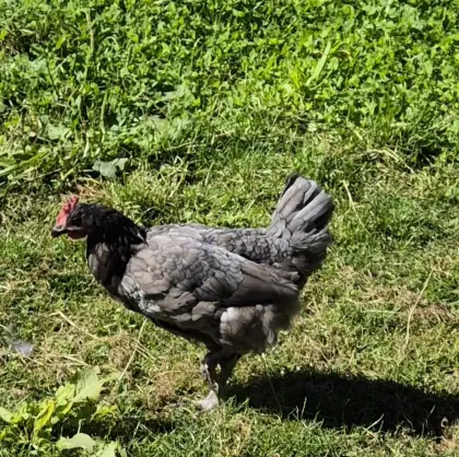 Verkaufe Hühnermix