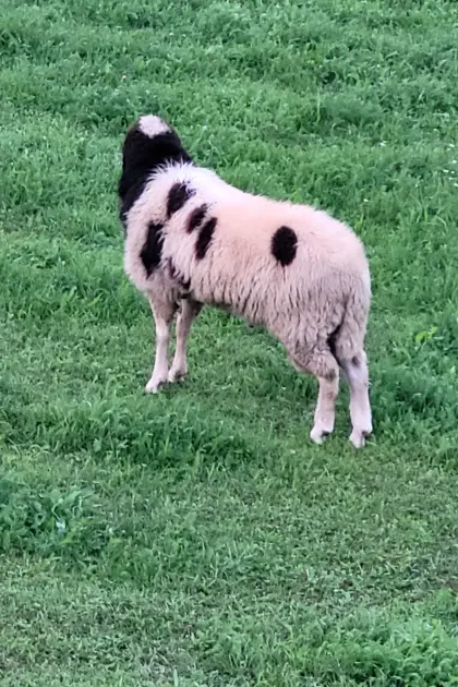 Tscheggenbock