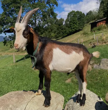 HB Tauernschecken-Kitzbock