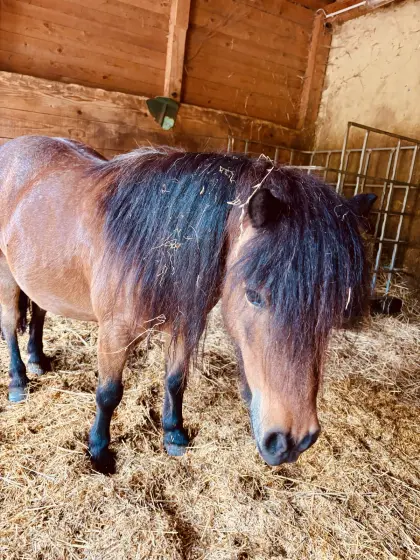 Mini-Shetty-Ponys