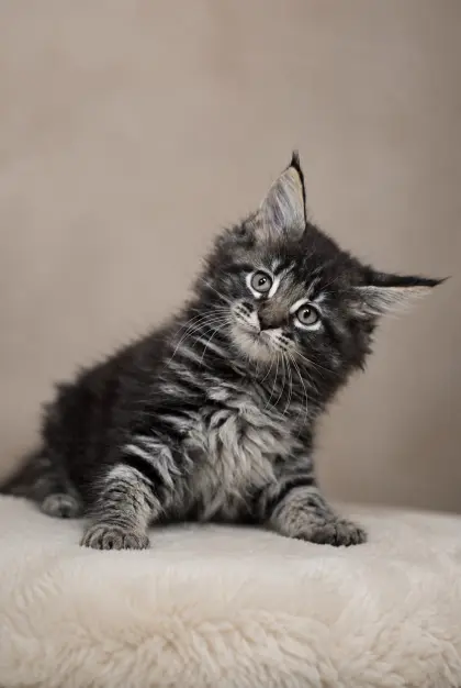 Wunderschöne Maine-Coon-Kätzchen suchen ihr Zuhause