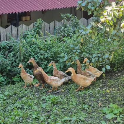 Enten zum Hergeben