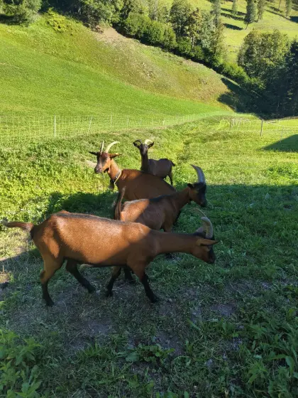 Ziegen