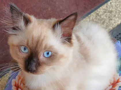 Ragdoll-Katze "Madame" sucht noch ein gutes Plätzchen