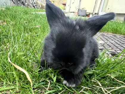 Babyhasen Mini Lop