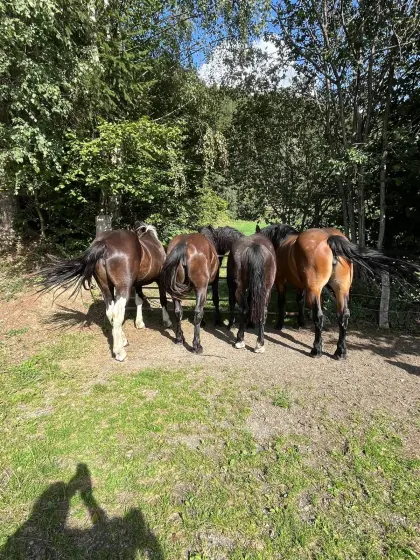 Almweide