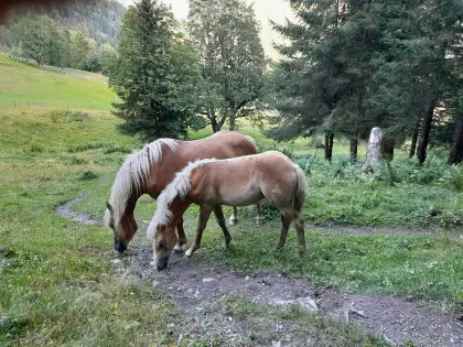 Simba, Haflinger Hengstfohlen