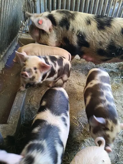 Kune-Kune-Ferkel