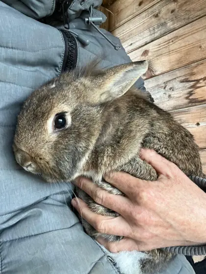 Löwenkopfkaninchen, Weibchen