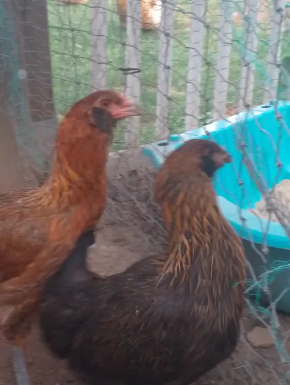 Parrot Beak Aseel, Mix Junghennen