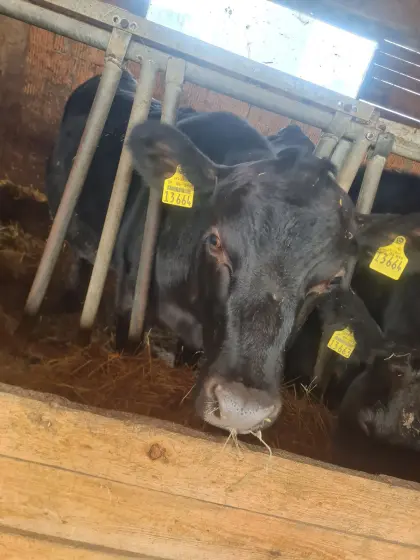 Jersey-Angus