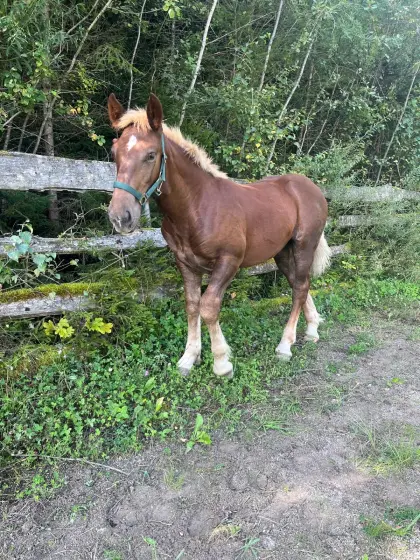 Noriker-Hengstfohlen