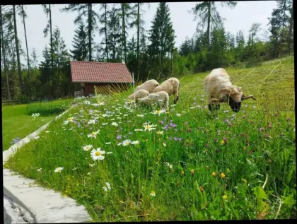 Walliser Schwarznasenschaf, 2 Widder