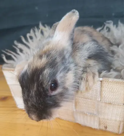 Zwergkaninchen