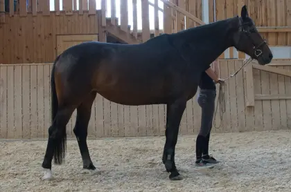 Sehr hübsche Warmblutstute, 12-jährig, zu verkaufen