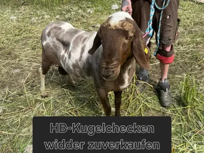 Kugelchecken-Widder