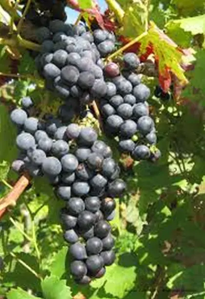 Bio-Regent-Trauben (selektive Handlese) für Cuvées und Säfte