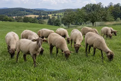 Suche Bio-Jura-Schafe, 1 bis 3 Jahre