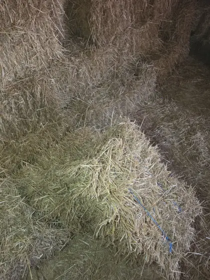 Weizenstroh Kleinballen