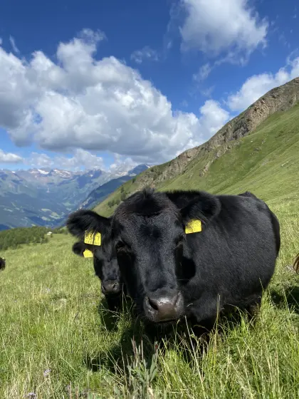 Kleinrahmige Robust-Rinder zu verkaufen.