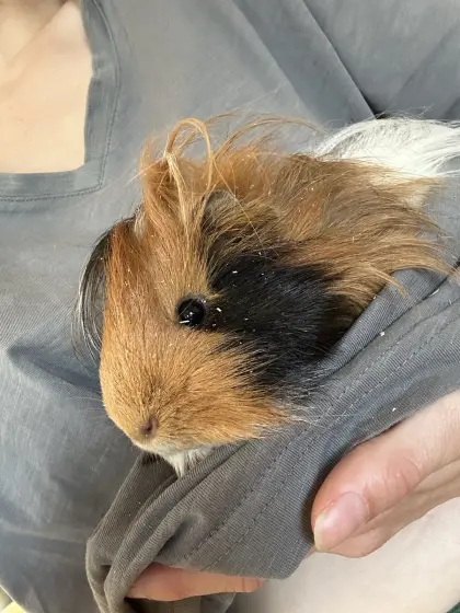 Meerschweinchen abzugeben, insgesamt 5 Stk.