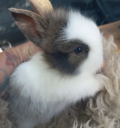Zwergkaninchen Löwenkopf