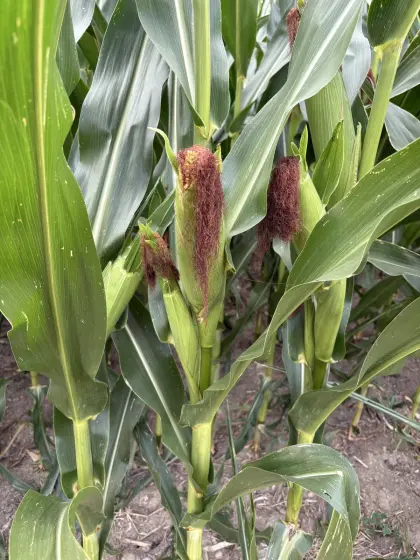 Maissilageballen