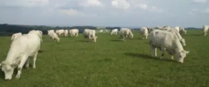 Hornlose Charolais-Kuh mit weiblichem Kalb